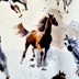 Bild von Baumwolljersey Pferde