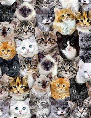 Bild von Packed mixed breeds of